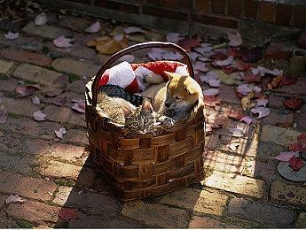 《女神异闻录３ Reload》埃癸斯角色PV 明年发售